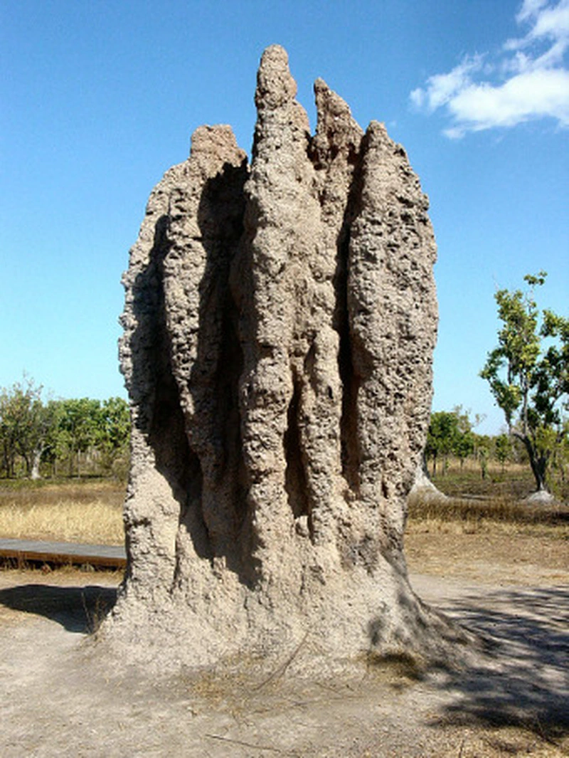 Termitières