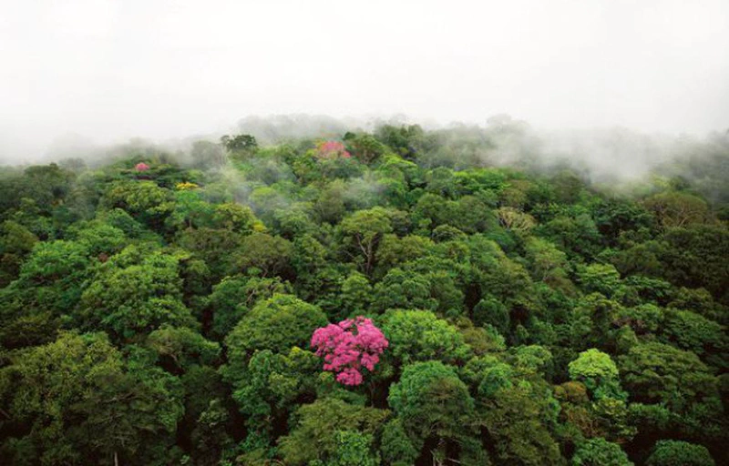 Forêt