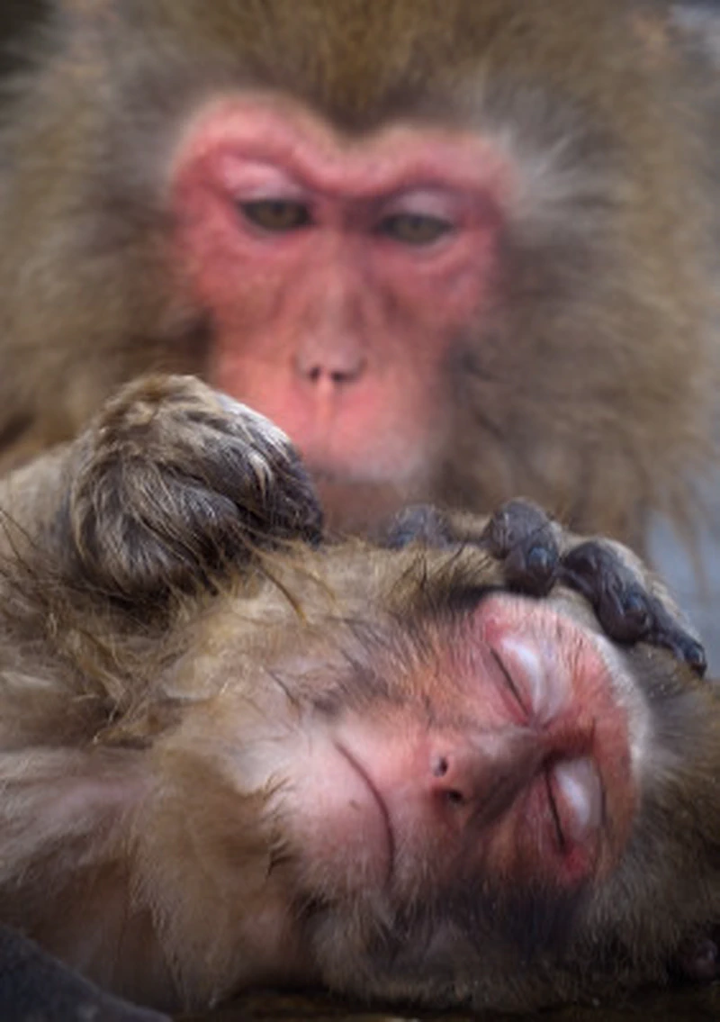 Grooming moment