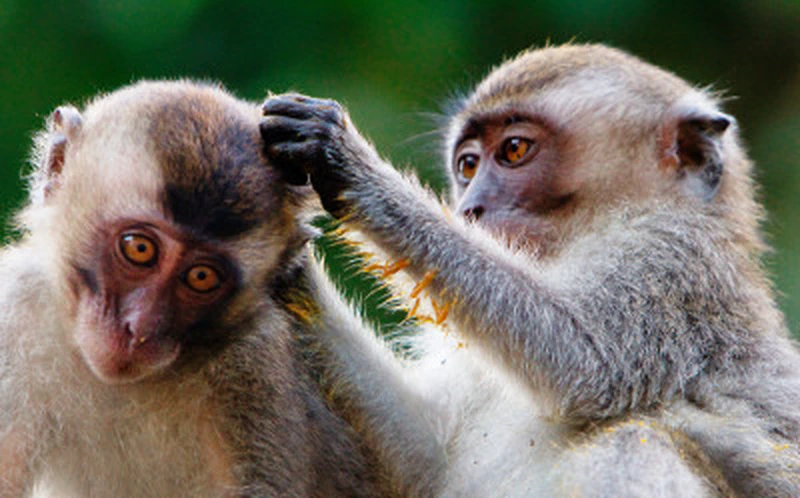 Grooming moment