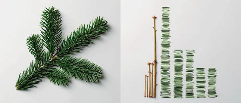 Sapin